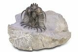 Alien-Looking Quadrops Trilobite - Fantastic Preparation #382871-3